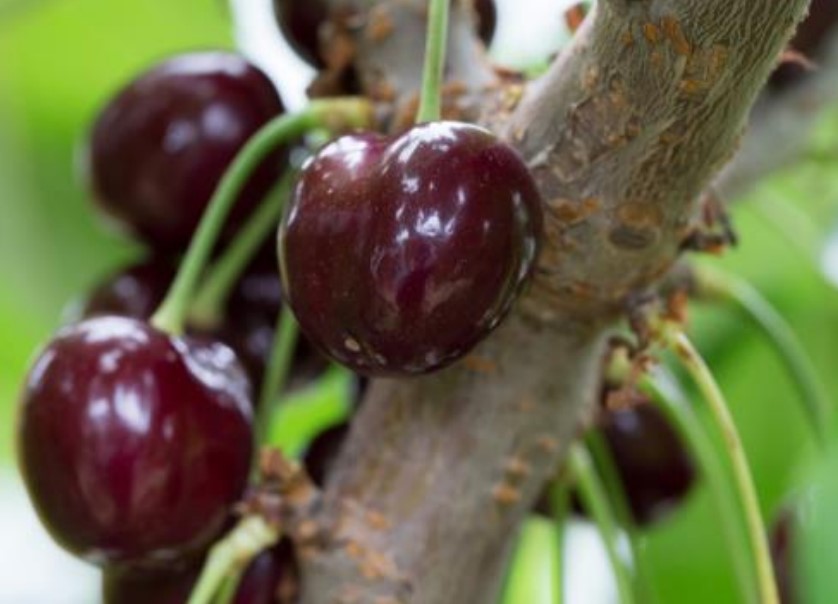 SweetHeart Cherries