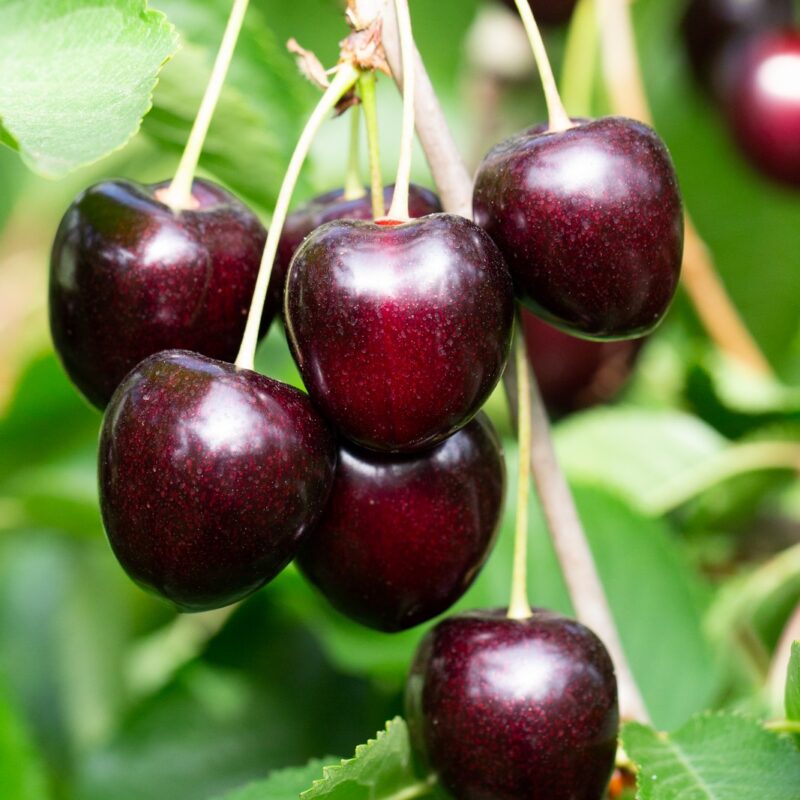 Kordia Cherries