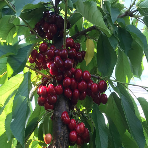 SweetHeart Cherries