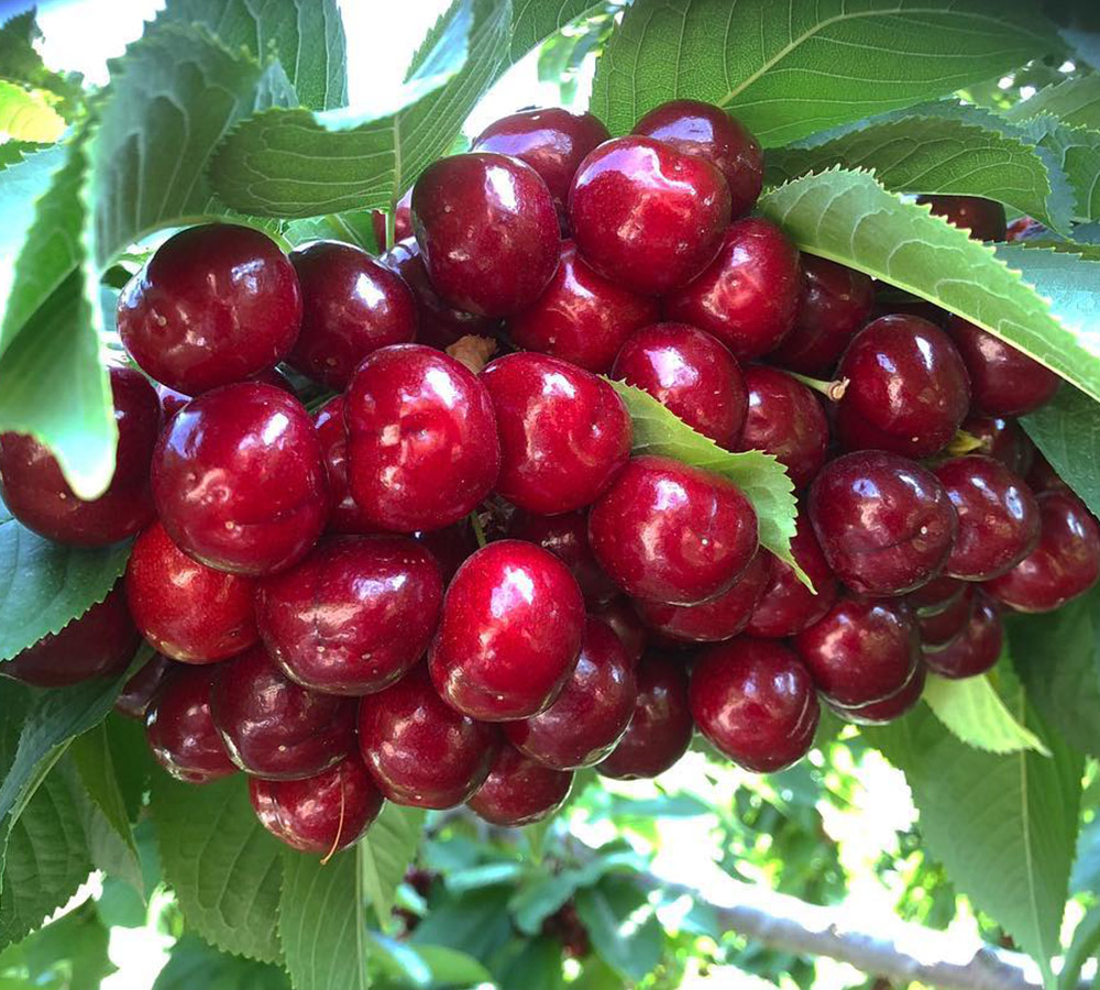 SweetHeart Cherries